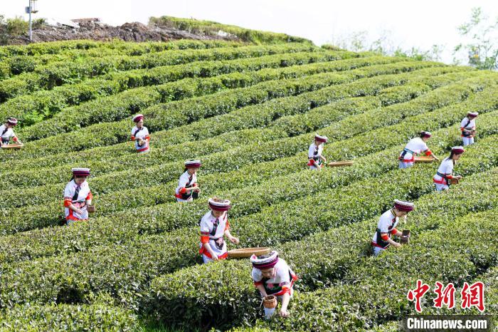眾多白族村民身著民族服飾走進茶園采摘?！钊A峰 攝
