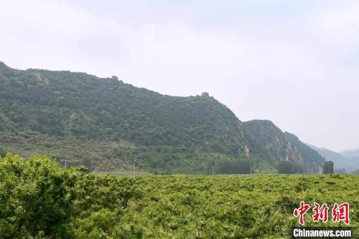 長城腳下萬畝栗花綻放，散發(fā)出淡淡清香。　郝云崎 攝