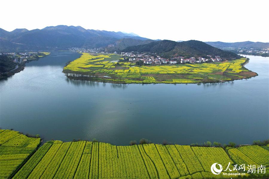 春江水暖，油菜花開。人民網(wǎng) 李芳森攝
