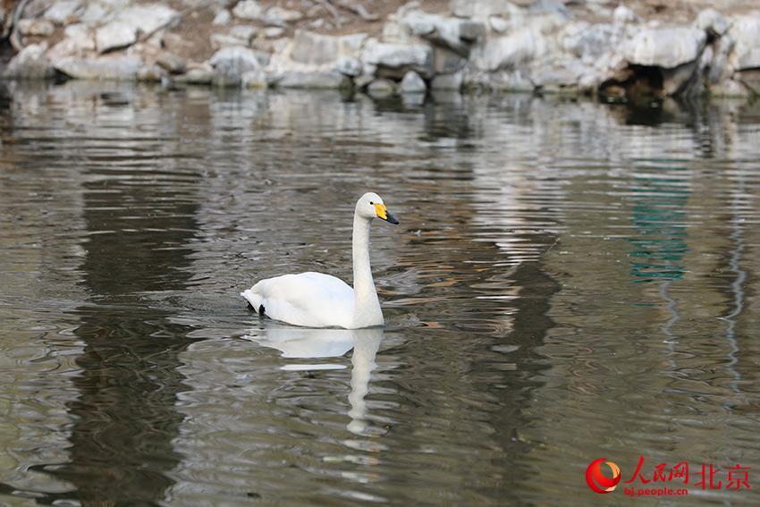 北京動(dòng)物園水禽湖上，水鳥游弋其中，傳遞春的消息。人民網(wǎng) 尹星云攝