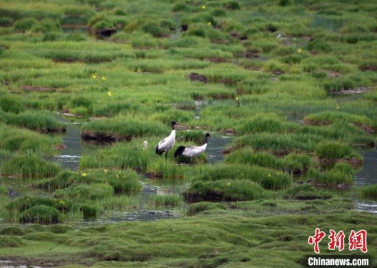 圖為祁連山國家公園青海片區(qū)內(nèi)的黑頸鶴。　祁連山國家公園青海省管理局供圖 攝