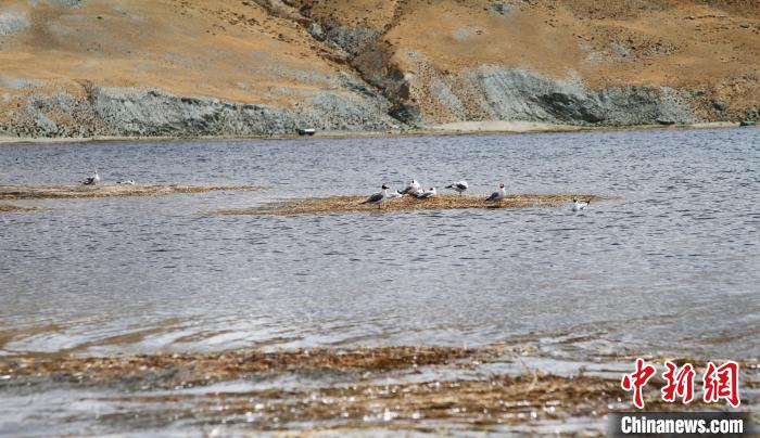 圖為瑪旁雍錯濕地棲息的水鳥?！≮w朗 攝