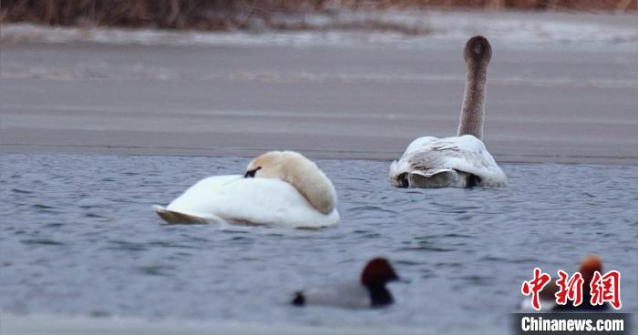 圖為疣鼻天鵝水面休憩。　青海國(guó)家公園觀鳥(niǎo)協(xié)會(huì)供圖 攝