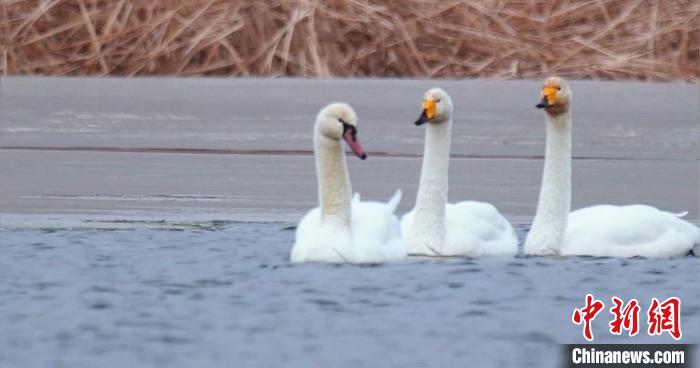 圖為疣鼻天鵝與大天鵝。　青海國(guó)家公園觀鳥(niǎo)協(xié)會(huì)供圖 攝