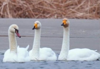 圖為疣鼻天鵝與大天鵝?！∏嗪夜珗@觀鳥協會供圖 攝