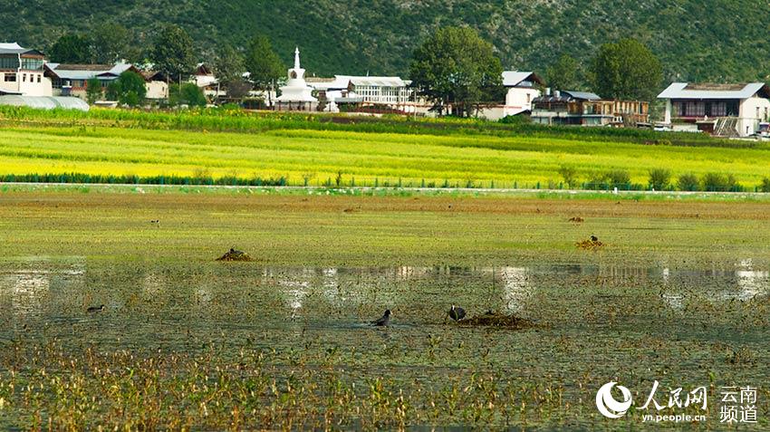 納帕海成為鳥類遷徙停留地。呂昊辰攝