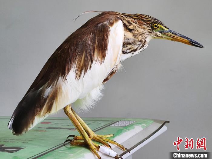 圖為被救助的國家一級重點保護動物池鷺?！×鴿商?攝