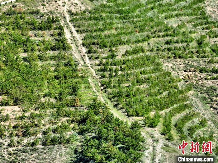 航拍建行青海省分行綠化區(qū)?！∑钤鲚?攝