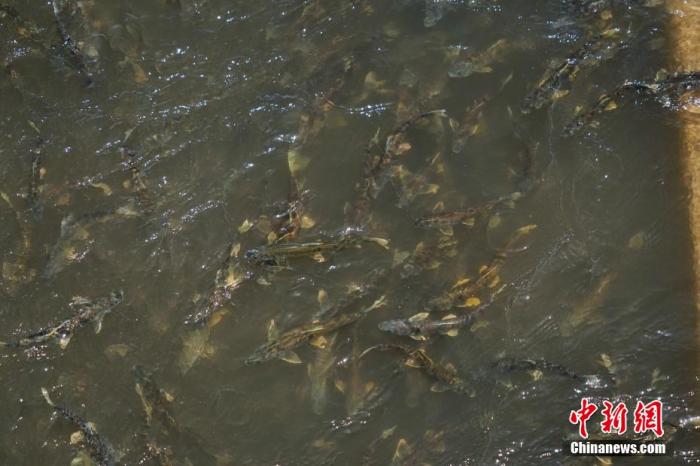 資料圖：圖為今年5月底到8月初，青海湟魚洄游產卵 馬銘言攝