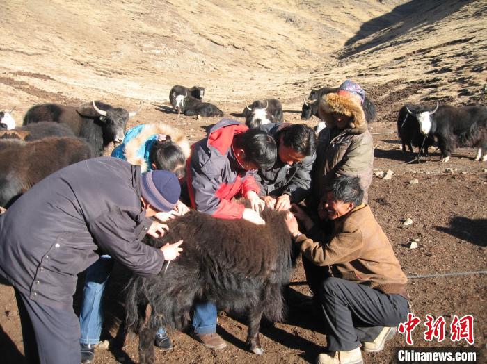 資料圖為研究團隊在青南高原地區開展了牦牛寄生蟲病流行病學和防治技術研究?！?青海省畜牧獸醫科學院供圖
