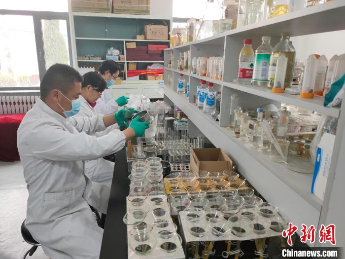 資料圖為研究團隊進行樣本檢查。　 青海省畜牧獸醫科學院供圖