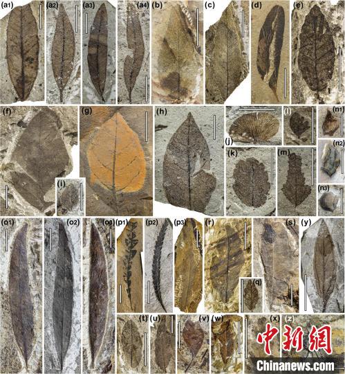 中始新世熱魯化石植物群(4500萬–4000萬年前)。　中科院青藏高原所 供圖
