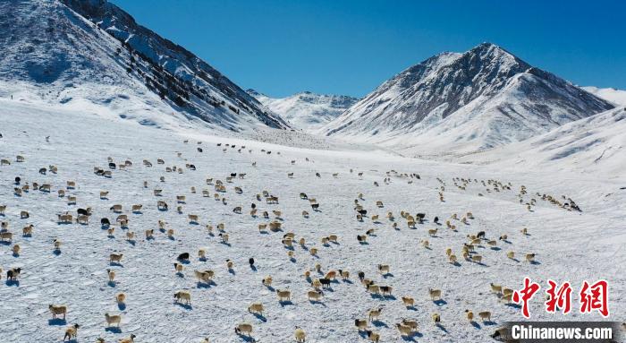 圖為羊群在雪地里覓食?！《继m縣融媒體中心供圖