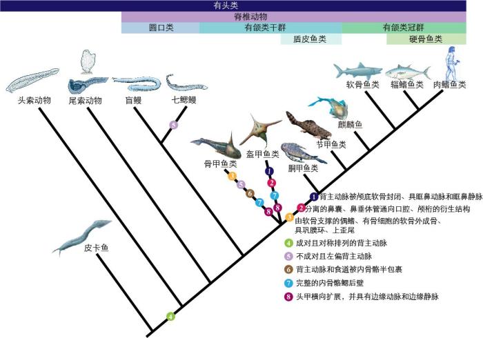 一些關(guān)鍵特征在脊索動物中的演化。　孟馨媛 繪圖 攝
