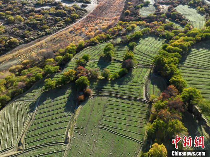 圖為11月8日，雅魯藏布江畔的高原梯田?！《拘?攝