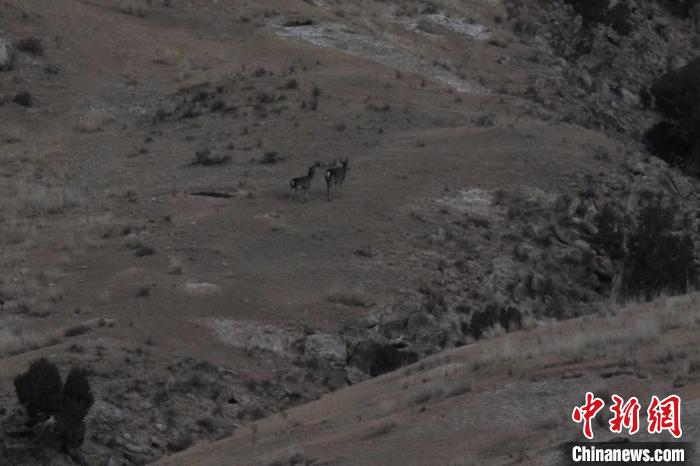 圖為兩只馬鹿在山坡上行走?！〔湃?攝