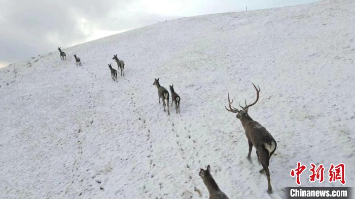 圖為馬鹿群在雪地里行走。　才仁 攝