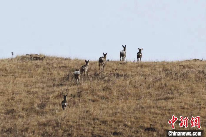 圖為狍鹿在山坡上漫步。　才項南加 攝