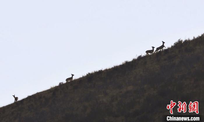 圖為狍鹿在山坡上漫步?！〔彭椖霞?攝