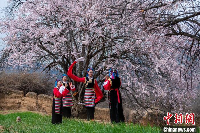 桃花樹(shù)下開(kāi)心玩耍的女孩們?！⒅铱?攝