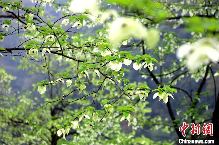 珙桐在春末夏初之際開花，花期較短?！螚?攝