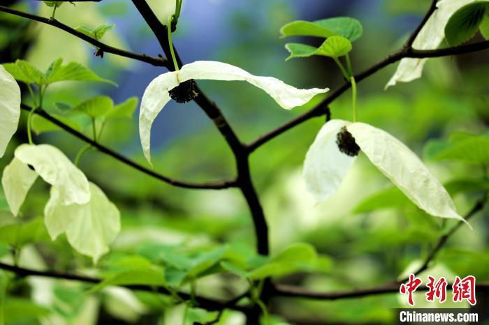 兩片潔白的花瓣隨風(fēng)搖曳就像飛翔的白鴿?！螚?攝