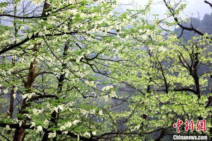 珙桐是1000萬年前新生代第三紀(jì)留下的孑遺植物，中國特有的樹種，是國家一級瀕危保護(hù)野生植物?！螚?攝