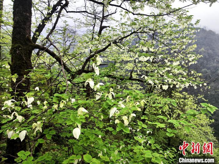 山谷兩側(cè)高大繁茂的珙桐樹?！螚?攝