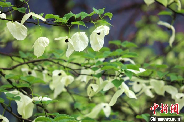 珙桐樹開出潔白的花朵?！螚?攝