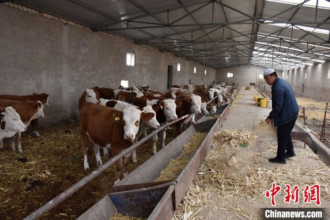 甘肅酒泉“一村一品”育特色產業“一戶一策”助脫貧摘帽