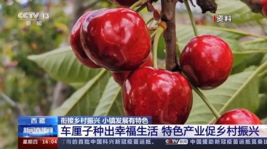 種蘑菇、養駱駝...。。特色產業助力鄉村振興走新路