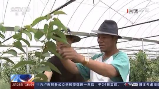 種蘑菇、養駱駝...。。特色產業助力鄉村振興走新路