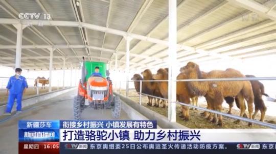 種蘑菇、養駱駝...。。特色產業助力鄉村振興走新路