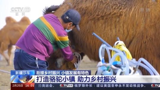 種蘑菇、養駱駝...。。特色產業助力鄉村振興走新路