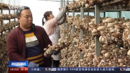 種蘑菇、養駱駝...。。特色產業助力鄉村振興走新路