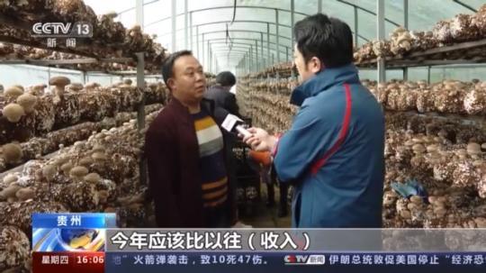 種蘑菇、養駱駝...。。特色產業助力鄉村振興走新路
