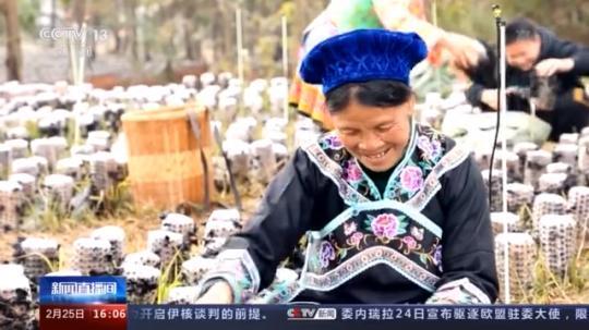 種蘑菇、養駱駝...。。特色產業助力鄉村振興走新路