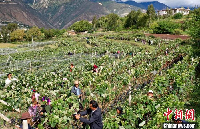 昌都芒康縣依托“兩江流域”干熱河谷地帶地理優勢將康巴蜜橘、蘋果、甜石榴、葡萄、蜜桃等經濟林木種植?！〔际忻⒖悼h委宣傳部供圖