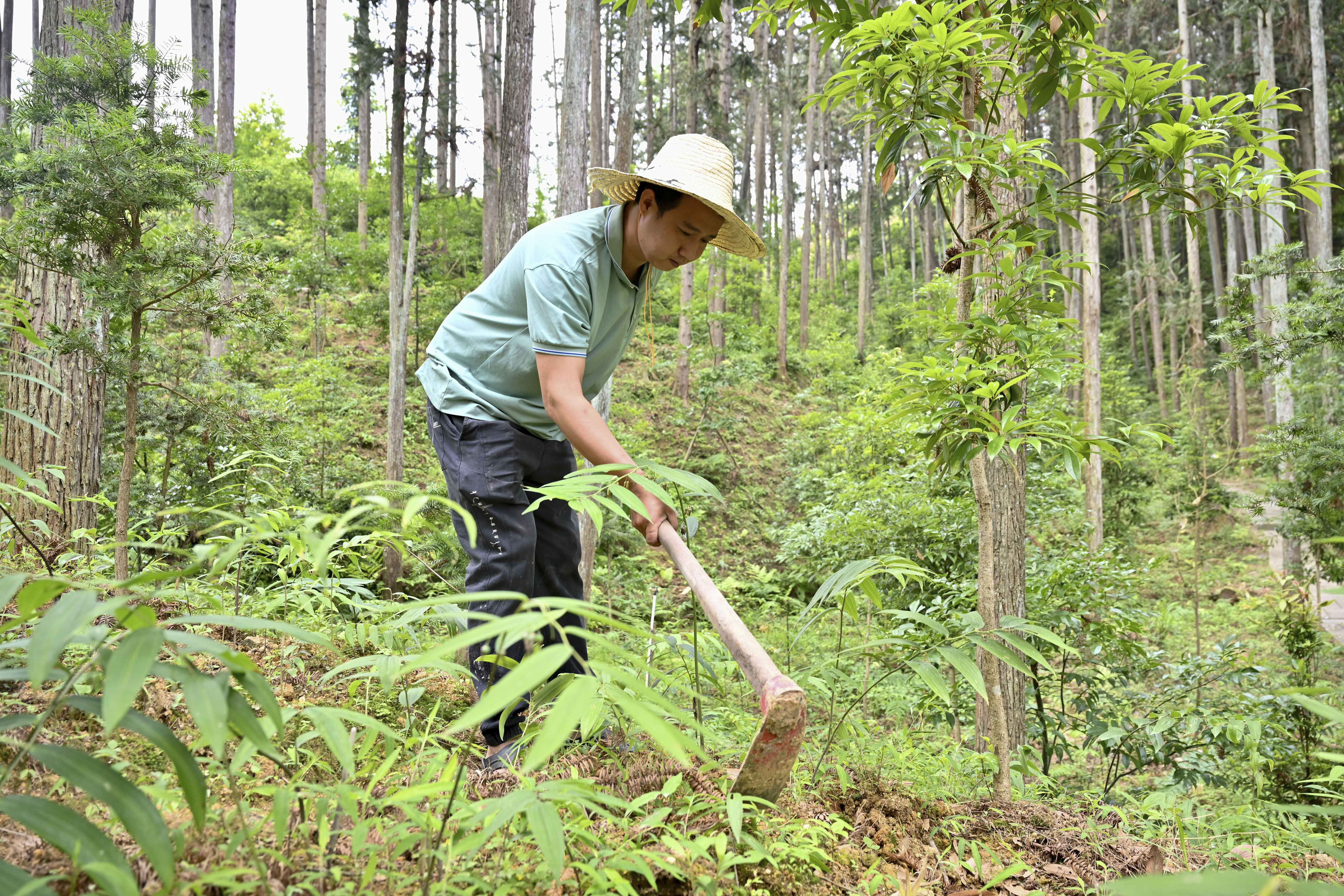 2024年5月9日，福建省三明市馬巖林下經(jīng)濟(jì)種植示范基地工人在管理林下種植的多花黃精。