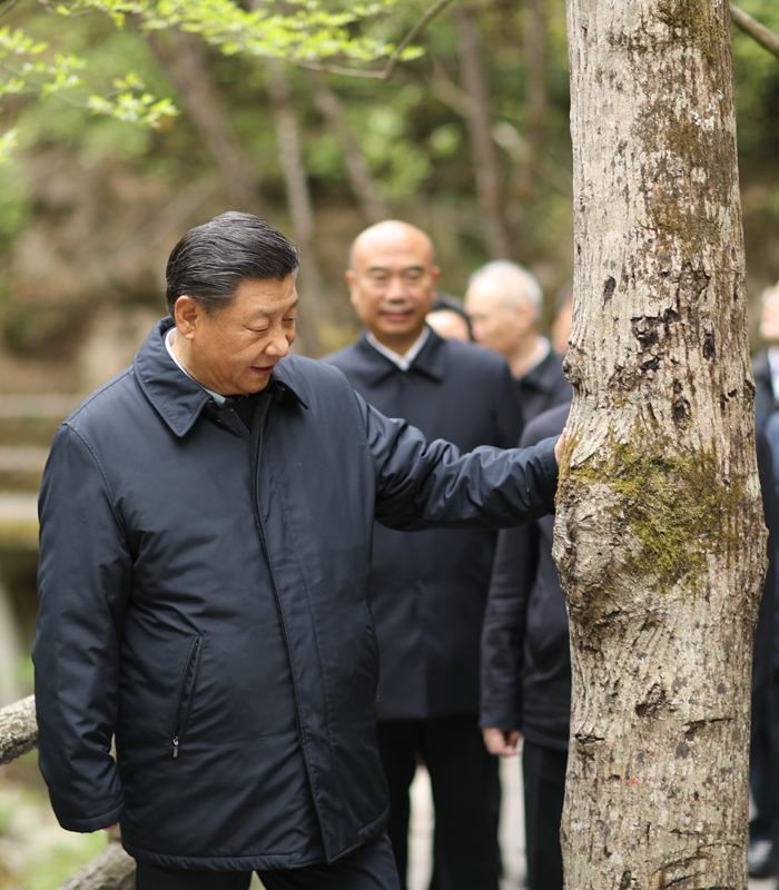　2020年4月，習(xí)近平總書記來到位于商洛市柞水縣的秦嶺牛背梁國(guó)家級(jí)自然保護(hù)區(qū)，考察秦嶺生態(tài)保護(hù)情況。新華社記者 鞠鵬 攝