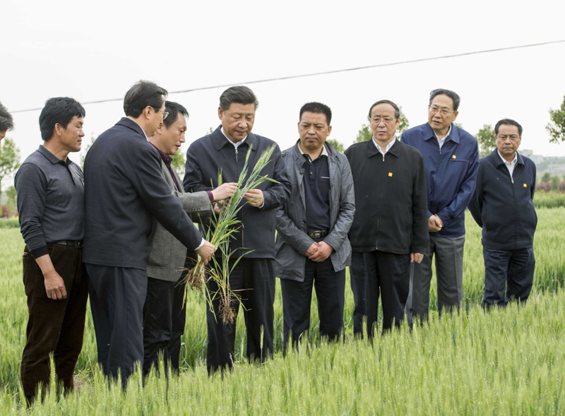 2016年4月25日下午，習(xí)近平在安徽滁州市鳳陽(yáng)縣小崗村察看小麥長(zhǎng)勢(shì)。左一為種糧大戶(hù)程夕兵。新華社記者 李學(xué)仁 攝