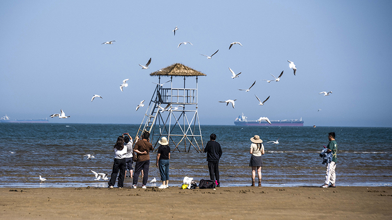 2024年5月12日，河北秦皇島，北戴河鴿子窩公園成群海鷗在天空中自由翱翔，與大海、藍天構成了一幅美麗的畫卷。