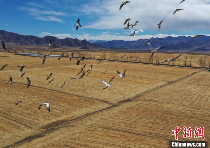 圖為黑頸鶴在拉薩市林周縣境內飛翔?！∝暩聛硭?攝