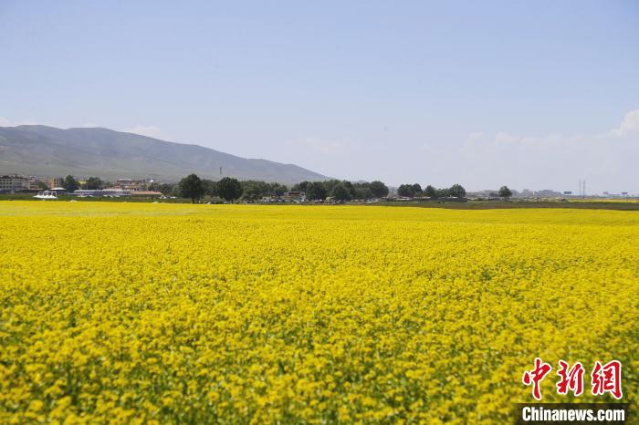 圖為青海湖畔油菜花海?！●R銘言 攝