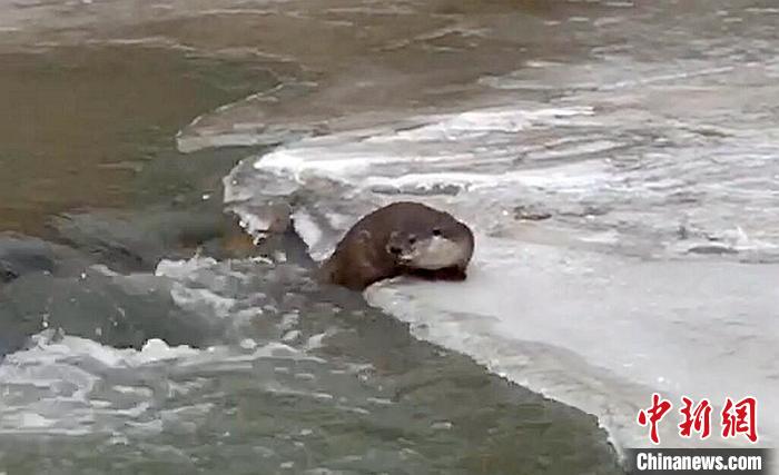 冰面上的國家二級保護動物小爪水獺。視頻截圖