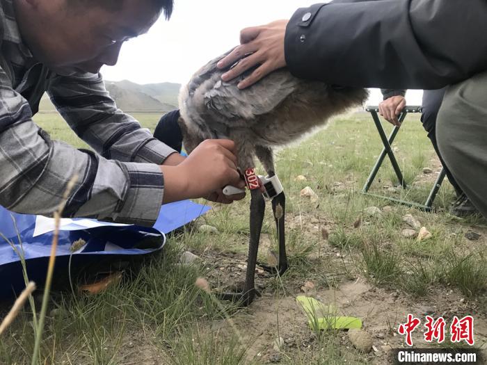圖為研究人員為黑頸鶴佩戴GPS跟蹤設備。祁連山國家公園青海省管理局供圖