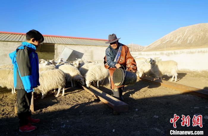圖為哇保和孫子正在喂羊。　才項(xiàng)什姐 攝