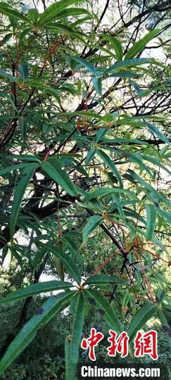 被稱(chēng)為植物界“大熊貓”的五小葉槭植物。　康定市委宣傳部供圖