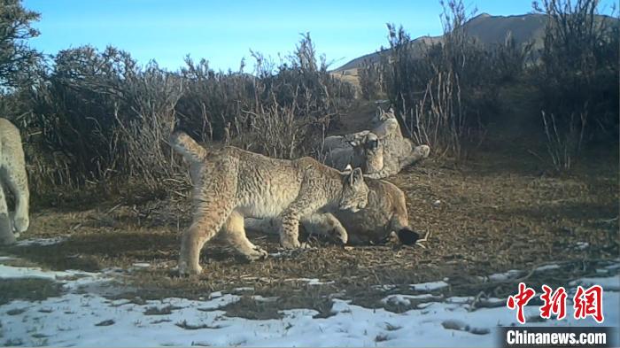 圖為紅外相機拍攝到的猞猁?！∑钸B山國家公園青海省管理局供圖