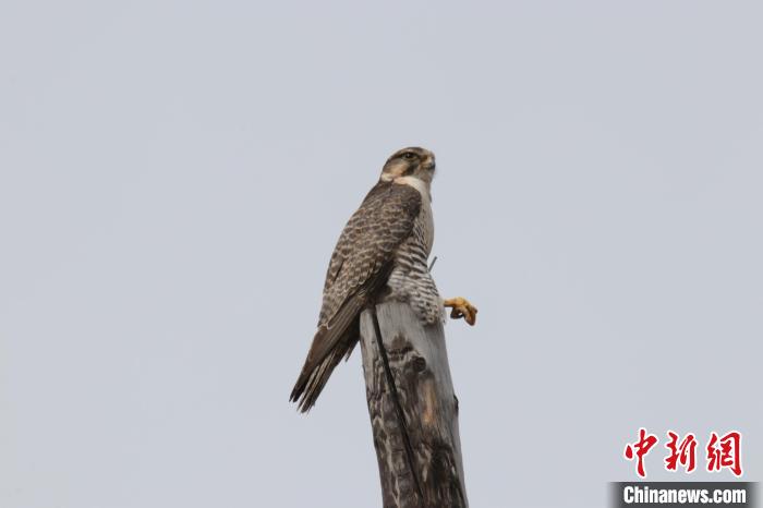 青?，斂珊訃覞竦毓珗@鳥類監測達44種